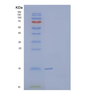 Recombinant Human Prion-Like Protein Doppel/PRND Protein(C-6His)