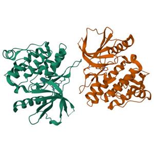 人TYK2(D1023N) 蛋白, Tag free