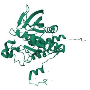 人 PTPRJ 蛋白, N-His Tag, 蛋白酪氨酸磷酸酶受体J,PTPRJ