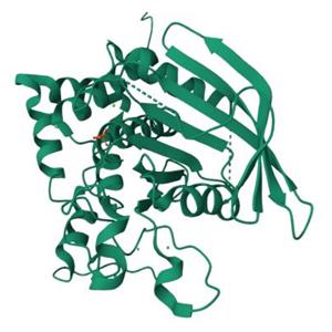 人 PTPRJ 蛋白, N-Fc Tag, 蛋白酪氨酸磷酸酶受体J