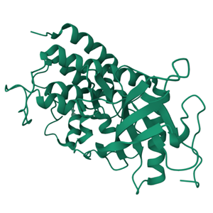 人 FGFR1(C488A C584S) 蛋白, Tag free