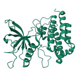 人FGFR1(C584S)蛋白, Tag free, 昆虫表达体系