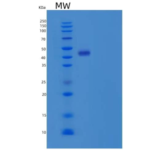 Recombinant Human Platelet-Activating Factor Acetylhydrolase Protein