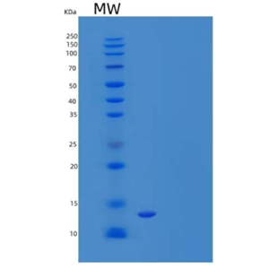 Recombinant Mouse VEGF-D/PIGF Protein(C-6His)