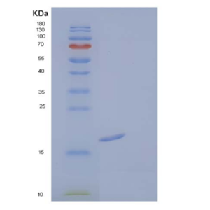 Recombinant Human Fibroblast Growth Factor 1/FGF-1/FGFa(Ala2-Asp155) Protein