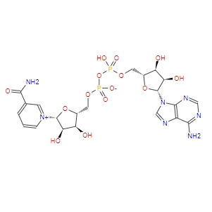 β-烟酰胺腺嘌呤二核苷酸/氧化型辅酶 I,NAD