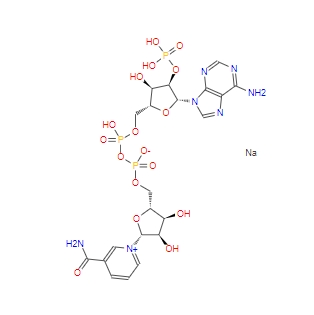 β-烟酰胺腺嘌呤二核苷酸磷酸/辅酶II,NADP