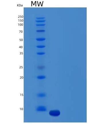 Recombinant Human C-X-C Motif Chemokine 14/CXCL14 Protein,Recombinant Human C-X-C Motif Chemokine 14/CXCL14 Protein