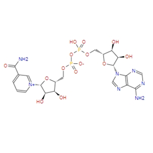 β-烟酰胺腺嘌呤二核苷酸/氧化型辅酶 I  53-84-9   NAD