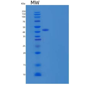 Recombinant Human Serpin E1/PAI-1 Protein(C-6His),Recombinant Human Serpin E1/PAI-1 Protein(C-6His)