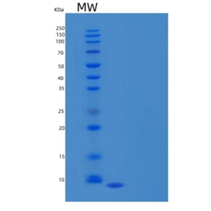 Recombinant Human C-C Motif Chemokine 3-Like 1/CCL3L1 Protein(C-6His)