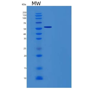 Recombinant Human Natural Cytotoxicity Triggering Receptor 1/NCR1/NKp46/CD335 Protein(C-Fc)