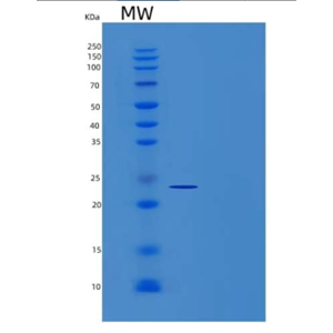 Recombinant Human CD44/MIC4 Protein(C-6His)