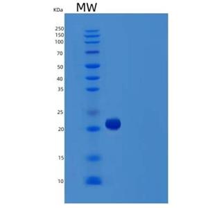 Recombinant Human TNF-like 1 Protein,Recombinant Human TNF-like 1 Protein