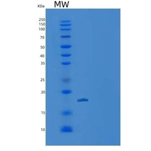 Recombinant Human ISG15 / G1P2 Protein (mature form)