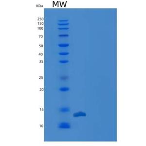 Recombinant Human Thioredoxin-2 / TXN2 Protein (His tag)