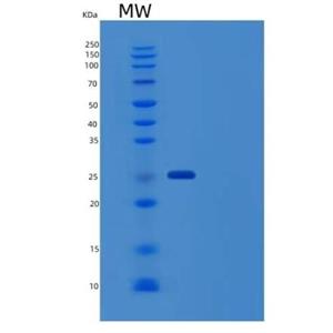 Recombinant Human IgG2-Fc Protein (257 Ser/Ala)