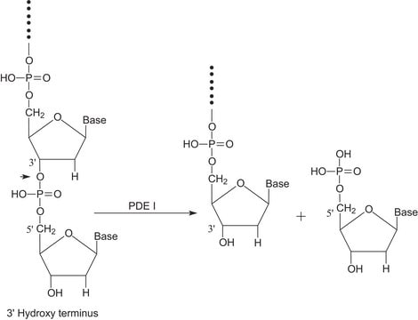 磷酸二酯酶I 来源于<I>东部菱背响尾蛇</I> 毒液,9025-82-5