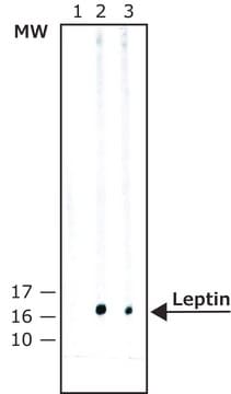 Monoclonal Anti-Leptin antibody produced in mouse,93952-18-2