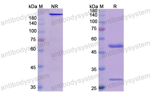 贝迈奇单抗,Research Grade Bermekimab