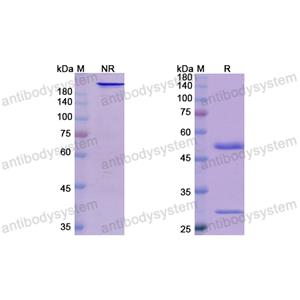 贝迈奇单抗,Research Grade Bermekimab