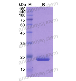 重组CYP26A1蛋白,Recombinant Human CYP26A1, N-His