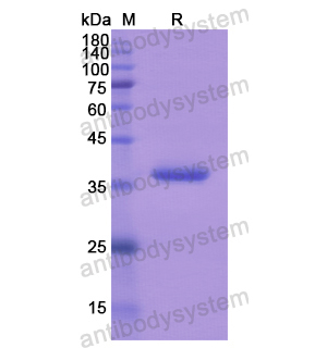 重组FGF16蛋白,Recombinant Human FGF16, N-SUMO