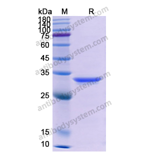 重组CD133/PROM1蛋白,Recombinant Human CD133/PROM1, N-His