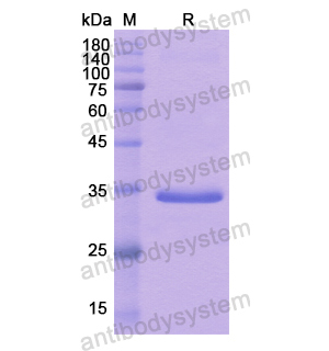 重组CD133/PROM1蛋白,Recombinant Human CD133/PROM1, N-GST
