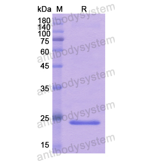 重組TNFSF12蛋白,Recombinant Human TNFSF12, N-His