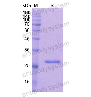 重組SMAD6蛋白,Recombinant Human SMAD6, N-His