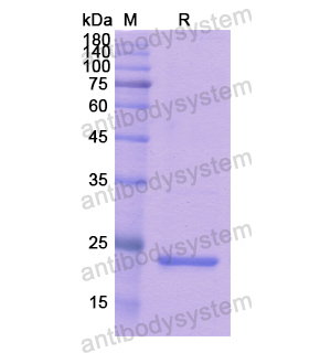 重組SPRY1蛋白,Recombinant Human SPRY1, N-His