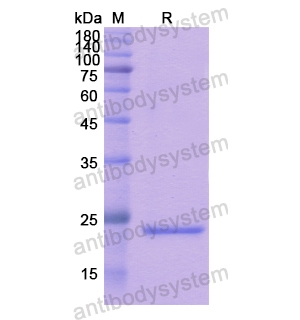 重組SPRY3蛋白,Recombinant Human SPRY3, N-His