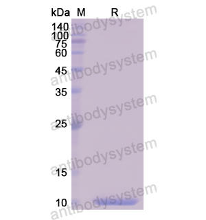 重组PSCA蛋白,Recombinant Human PSCA, N-His