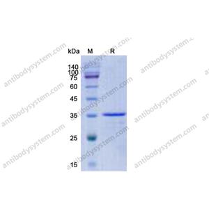 Recombinant Human CCL16/HCC-4, N-GST