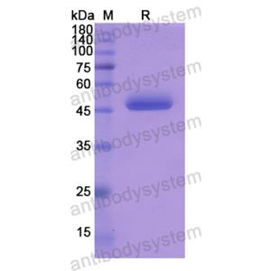 Recombinant Human SPINT2, N-GST