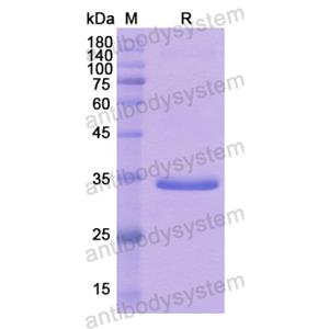 Recombinant Human CD133/PROM1, N-GST