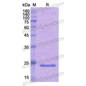 重組TNFSF12蛋白,Recombinant Human TNFSF12, N-His