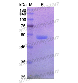 重組EDIL3蛋白,Recombinant Human EDIL3, N-His