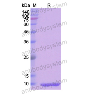 重组CXCL13/BCA-1/BLC蛋白,Recombinant Human CXCL13/BCA-1/BLC, N-His