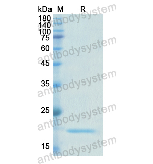 重組PEX1蛋白,Recombinant Human PEX1, N-His