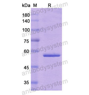 重组ADGRB3蛋白,Recombinant Human ADGRB3, N-His