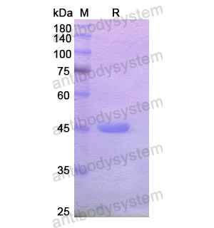 重組OPA1蛋白,Recombinant Human OPA1, N-His