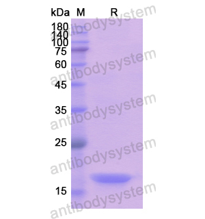 重組GDF9蛋白,Recombinant Human GDF9, N-His