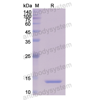 重組131-2A抗體,Anti-HRSV F Protein Antibody (131-2A) (RVV02818)