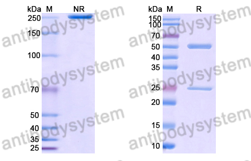 重组101F抗体,Anti-HRSV-A F/Fusion glycoprotein F0 Antibody (101F) (RVV02816)