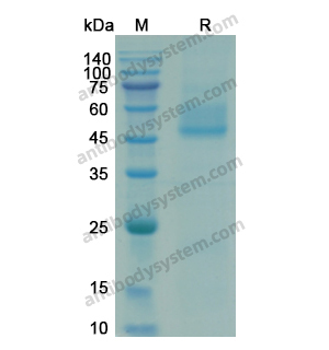 蛋白HRSV-A2 Pre-F/Fusion glycoprotein F0, C-His & C-Strep (EVV02801),Recombinant HRSV-A2 Pre-F/Fusion glycoprotein F0, C-His & C-Strep (EVV02801)