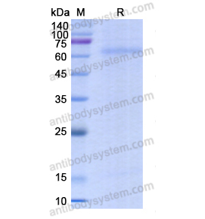 重組CD282/TLR2蛋白,Recombinant Human CD282/TLR2, C-His