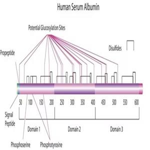 人血清白蛋白,Human serum albumin