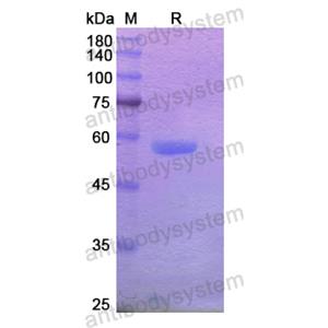 Recombinant Human EDIL3, N-His